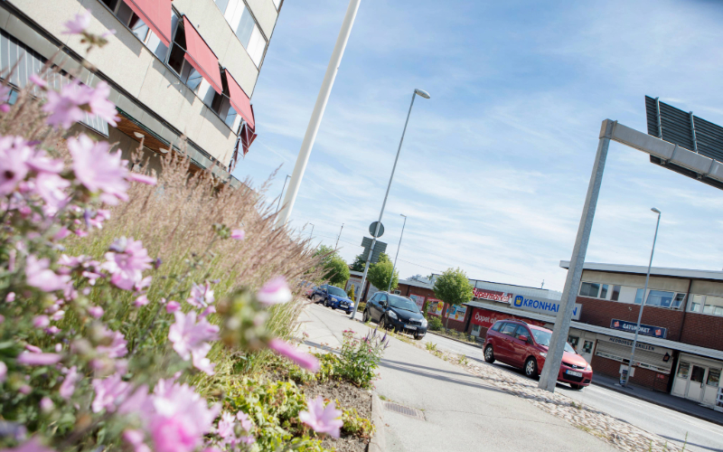 Vy från rondellen i Degerfors centrum där bilar åker förbi. I förgrunden växer rosa blommor.